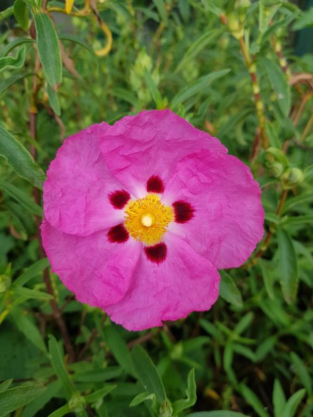 Fleur de Ciste. Mon jardin. Bruno Godet